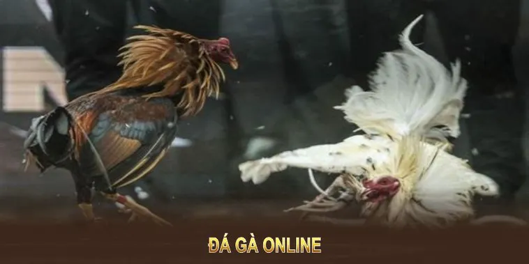 Cách Chơi Đá Gà GA28 Tại GO88 Hiểu Rõ Luật Và Tăng Tỷ Lệ Thắng
